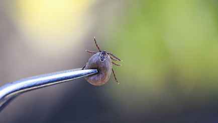 В Беларуси запустили ПЦР-тестирование клещей. Сколько стоит?