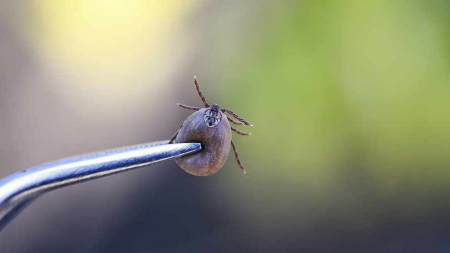 В Беларуси запустили ПЦР-тестирование клещей. Сколько стоит?