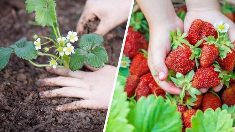 Когда и как сажать клубнику? С правилом 30/60 летом получите богатый урожай максимально сочных ягод
