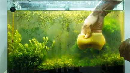 Сколько раз в месяц мыть аквариум? Это простая инструкция поможет делать это гораздо реже