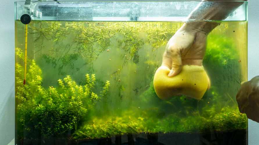 Сколько раз в месяц мыть аквариум? Это простая инструкция поможет делать это гораздо реже