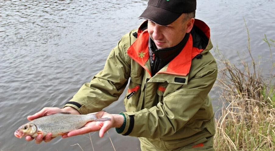Рыбец обычно «проходная» рыба, однако в Беларуси обитает