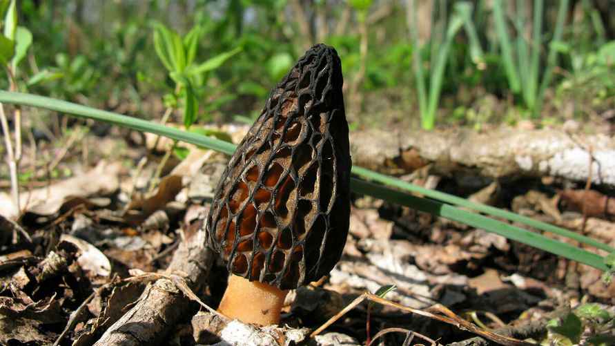 Сморчок высокий (конический)