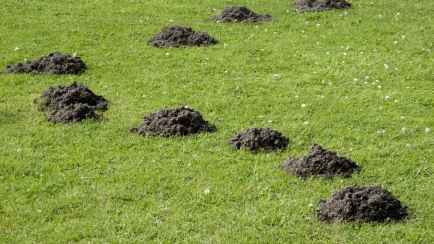 Что делать с землей от кротовых норок? Вот почему это настоящее «черное золото» для огорода и не только