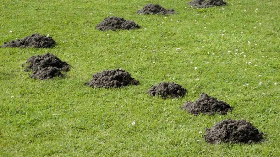 Что делать с землей от кротовых норок? Вот почему это настоящее "черное золото" для огорода и не только