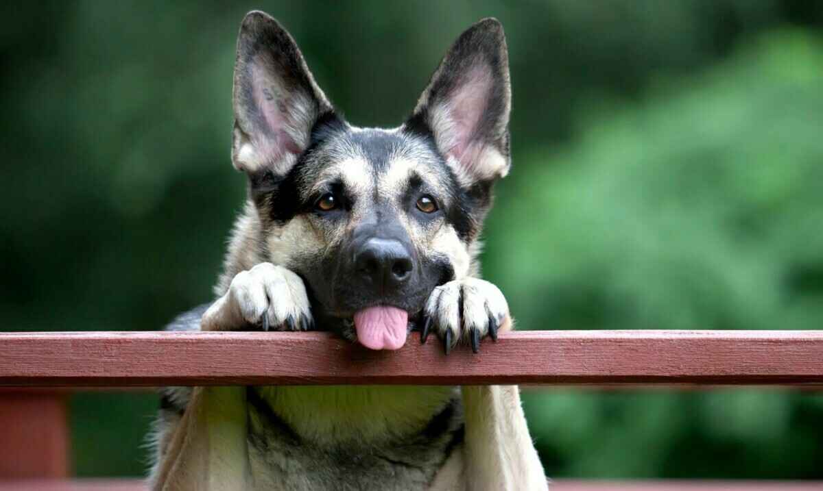 Собака слишком часто и пристально смотрит вам в глаза? Вот, что она хочет этим сказать