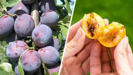 Как избежать появления червивых слив? Вот чем нужно обернуть ствол уже сейчас