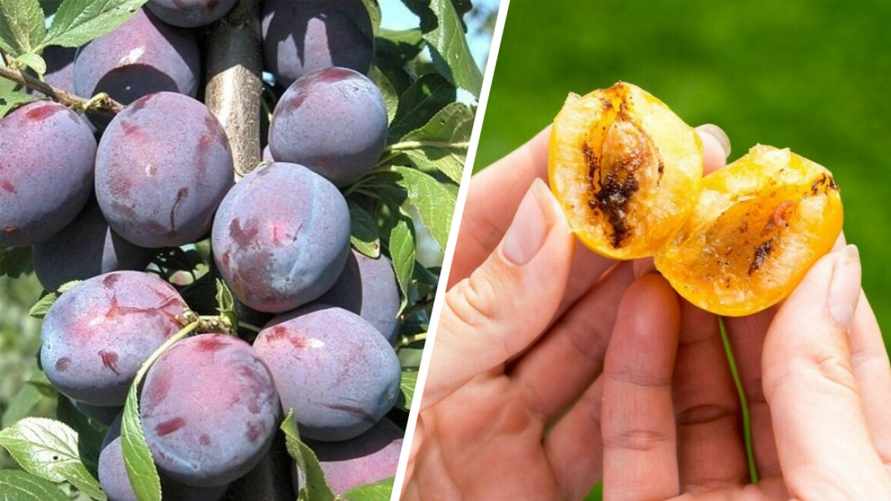 Как избежать появления червивых слив? Вот чем нужно обернуть ствол уже сейчас