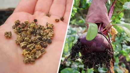 Когда сажать свеклу в открытый грунт в 2024 году? Вот лучшие даты