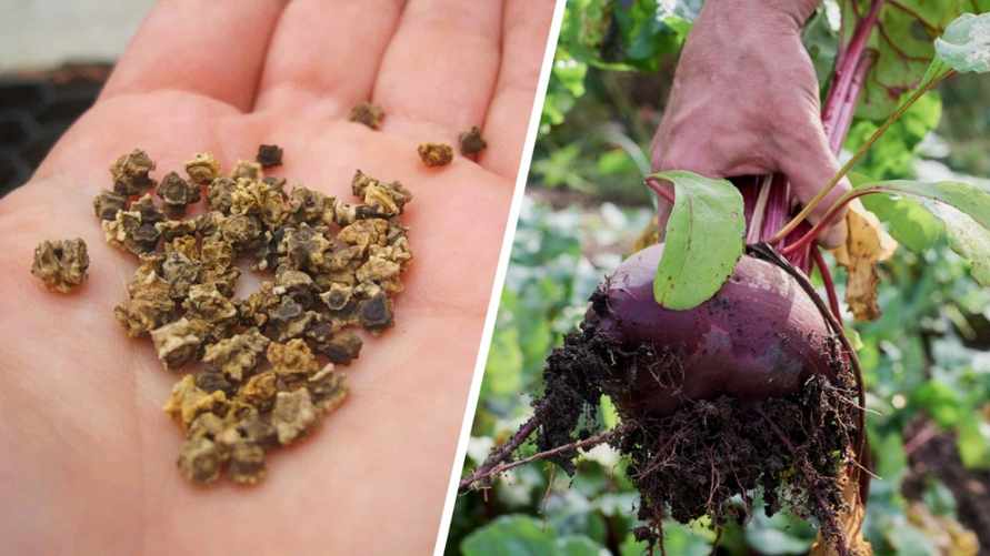 Когда сажать свеклу в открытый грунт в 2024 году? Вот лучшие даты