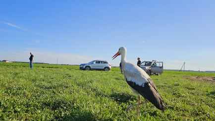 «Смотреть можно бесконечно!» — Брестчанин поделился видео «самого потрясающего интервью» с аистом