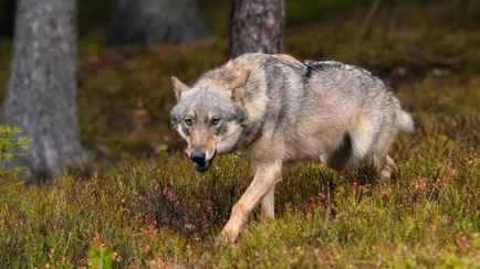 Охотники застрелили волка, который бродил по улицам Витебска 2 недели