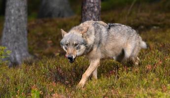 Охотники застрелили волка, который бродил по улицам Витебска 2 недели