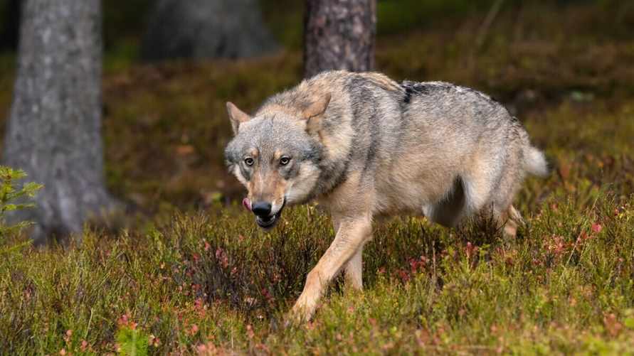 Фото носит иллюстративный характер