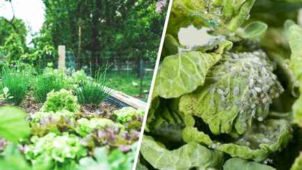 Чем обработать растения на огороде от вредителей? Эти средства помогут вырастить здоровый и богатый урожай