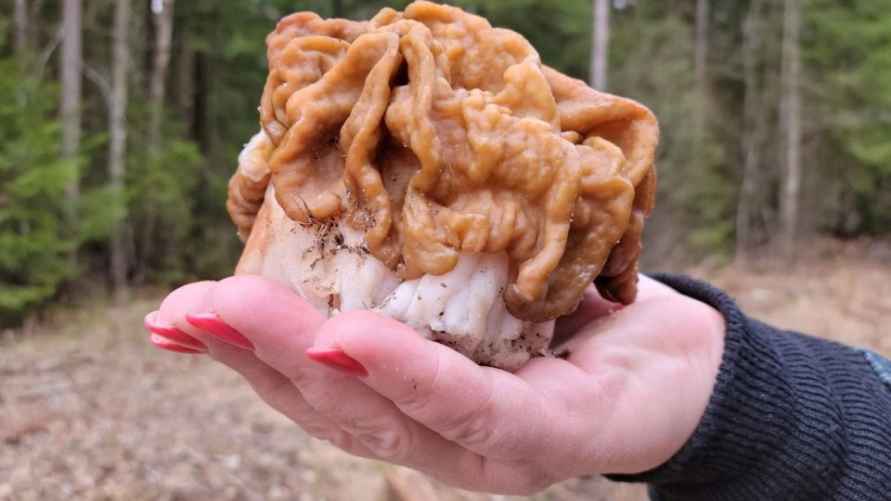 Строчок гигантский. Фото: Наталья Батракова