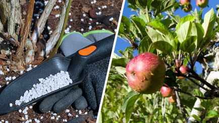 Чем и как удобрять деревья и кусты в апреле и мае? Сделайте так — и ветки будут ломиться от сочных плодов