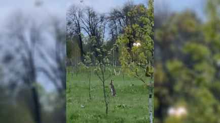 “Редкий вид!” – В парке в Могилёве сняли на видео “белорусских кенгуру”