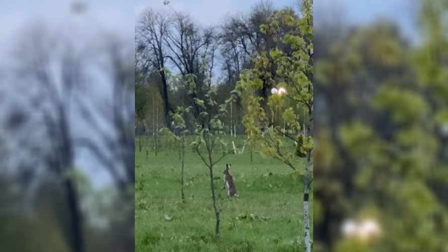“Редкий вид!” – В парке в Могилёве сняли на видео “белорусских кенгуру”