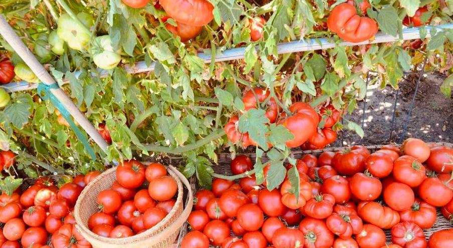 Что важно знать при посадке томатов? Приближается дата