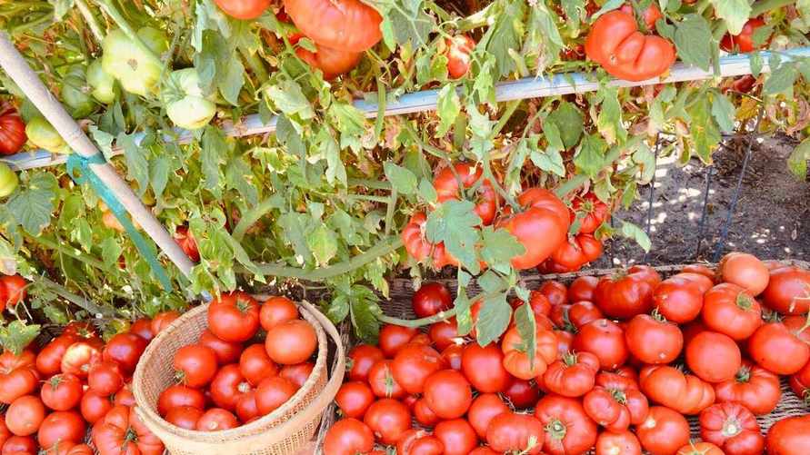 Эти 4 ошибки при посадке помидоров допускают почти все. Что нужно обязательно сделать за 7-10 дней?