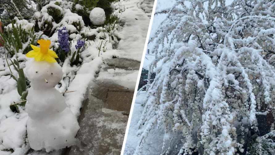 "Опять резину менять?" - Белорусы поделились видео снегопада в апреле. Какой регион "замело"?