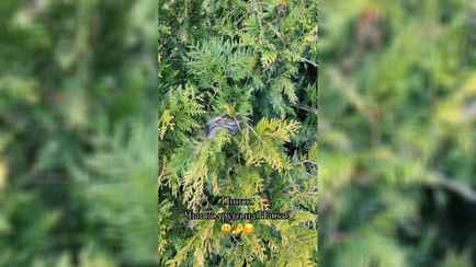 «В Пинске это нормальное явление» – Белоруска показала облепленные змеями деревья на городской набережной