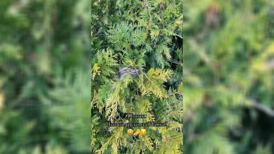 "В Пинске это нормальное явление" – Белоруска показала облепленные змеями деревья на городской набережной