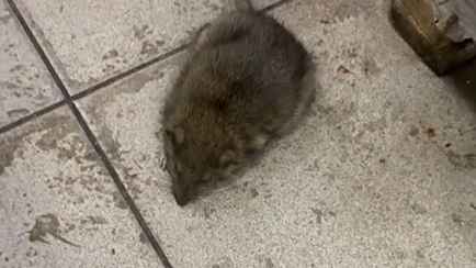 «Сантиметров 20» — Минчанин показал крысу в столичном супермаркете. Эпидемиологи ответили