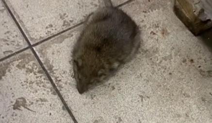 «Сантиметров 20» — Минчанин показал крысу в столичном супермаркете. Эпидемиологи ответили