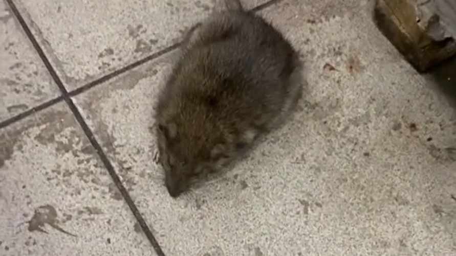 "Сантиметров 20" - Минчанин показал крысу в столичном супермаркете. Эпидемиологи ответили