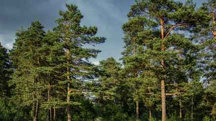 Собираетесь 9 мая отдохнуть на природе? Минлесхоз рассказал, в каких регионах Беларуси запретили посещение лесов