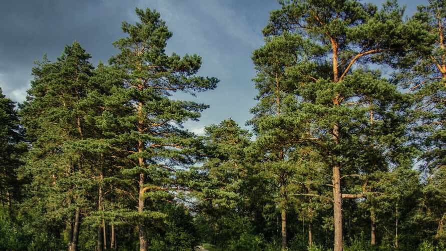 Фото иллюстративное