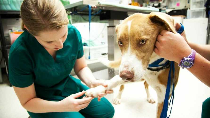 Учёные назвали породы собак, которых чаще других кусают клещи. А ваш питомец в списке?