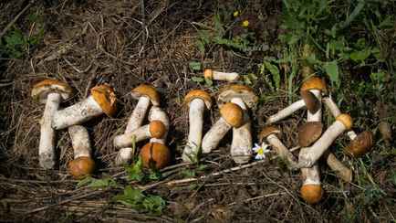 Будет ли 2024 год в Беларуси грибным? Вот от чего зависит, кроме дождей. А когда и что собирать?