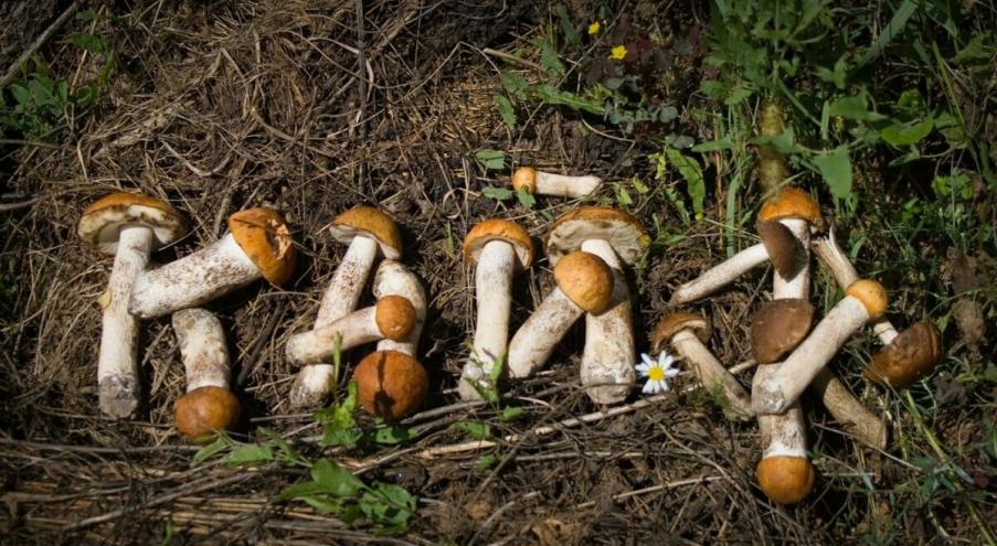 Что влияет на рост грибов? Это зависит от