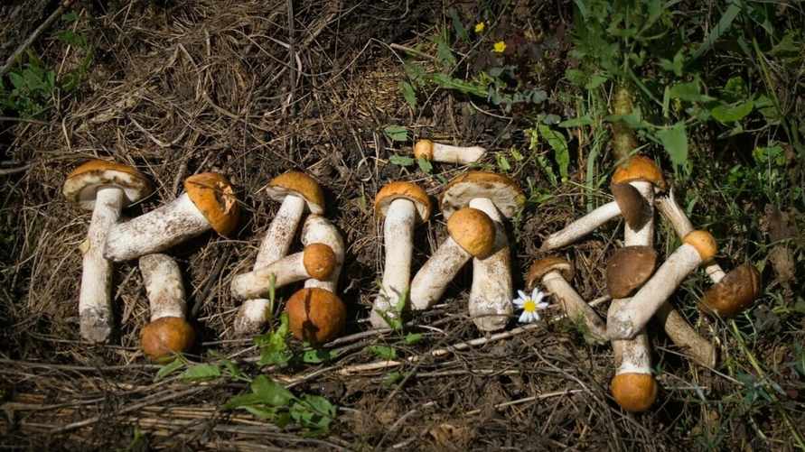 Будет ли 2024 год в Беларуси грибным? Вот от чего зависит, кроме дождей. А когда и что собирать?