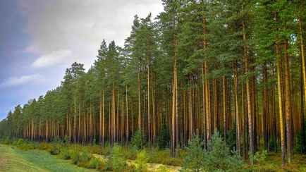 В Беларуси ограничили посещение лесов по большей части страны. За что грозит штраф до 1200 рублей?