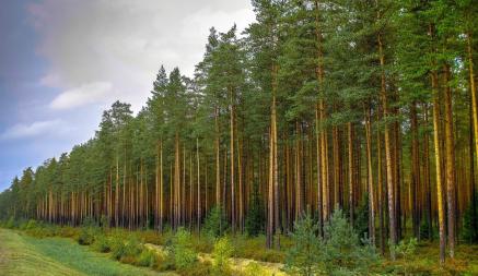 В Беларуси ограничили посещение лесов по большей части страны. За что грозит штраф до 1200 рублей?