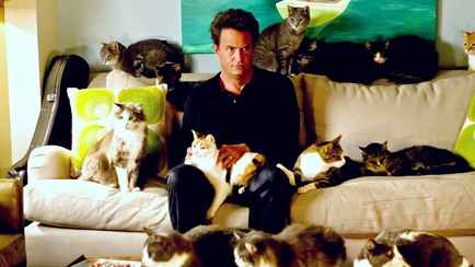 Кошки каких пород живут дольше и меньше всех? Учёные провели масштабное исследование