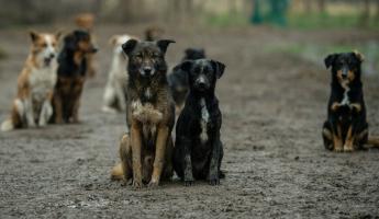 Прокуратура потребовала ловить и отстреливать собак в Минской области по правилам. Это как?
