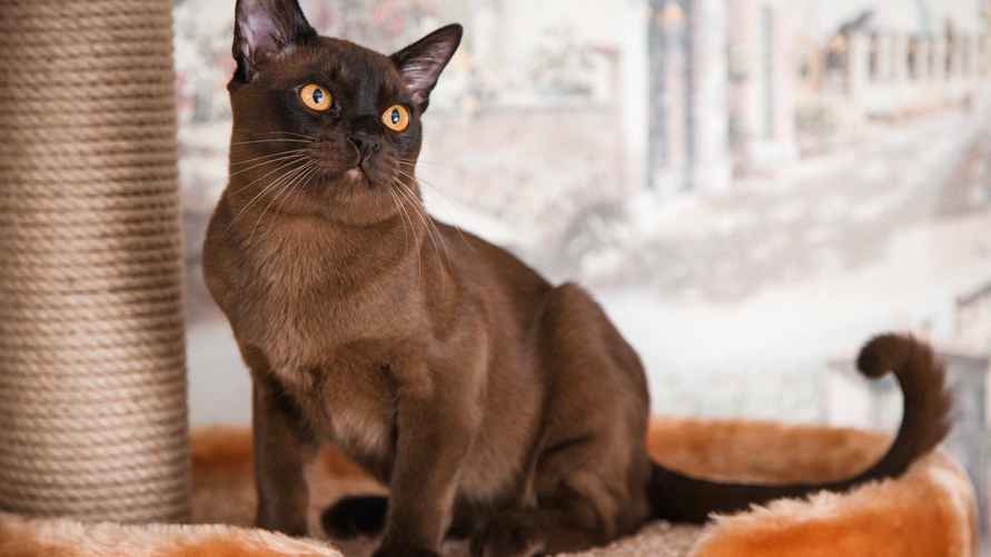 Бурманская кошка (Бурма)