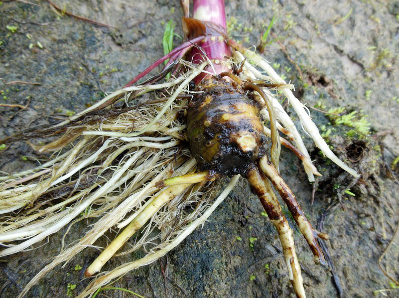 Эти 2 смертельно ядовитых растения можно перепутать с петрушкой или морковкой. Как распознать белорусам?