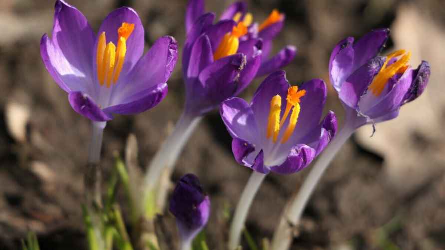 Крокус, оранжевые рыльца которого и являются шафраном
