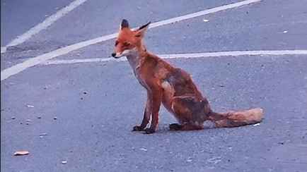 «Постоянный гость» — Белорусы сняли на видео лису, которая живёт на границе с 2021 года