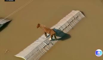 Во время наводнения в Бразилии лошадь забралась на крышу, где провела несколько дней
