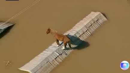 Во время наводнения в Бразилии лошадь забралась на крышу, где провела несколько дней