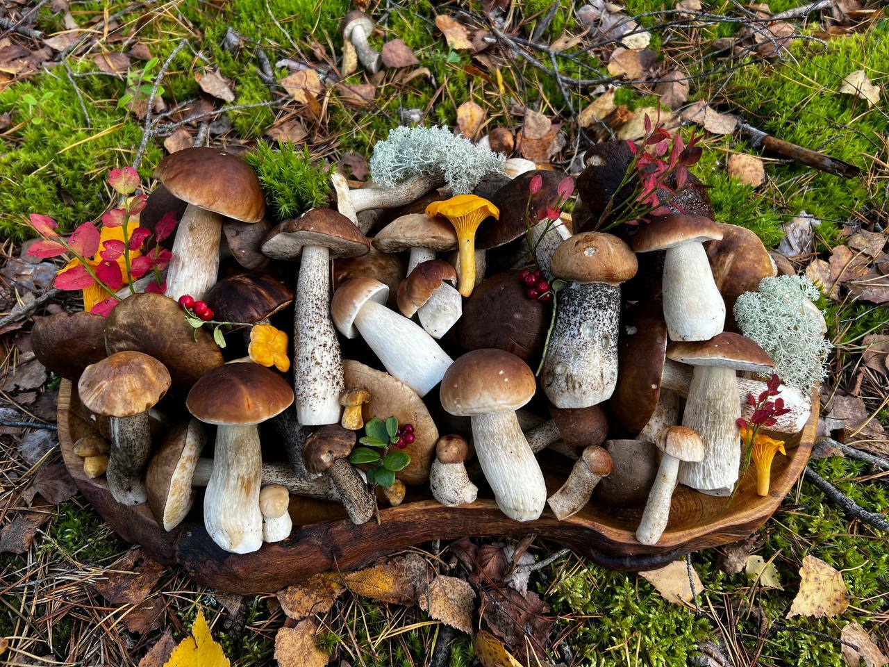 "Вы браконьер!" — Белорусский грибник-эксперт ответил на обвинения. Так срезать грибы или выкручивать?
