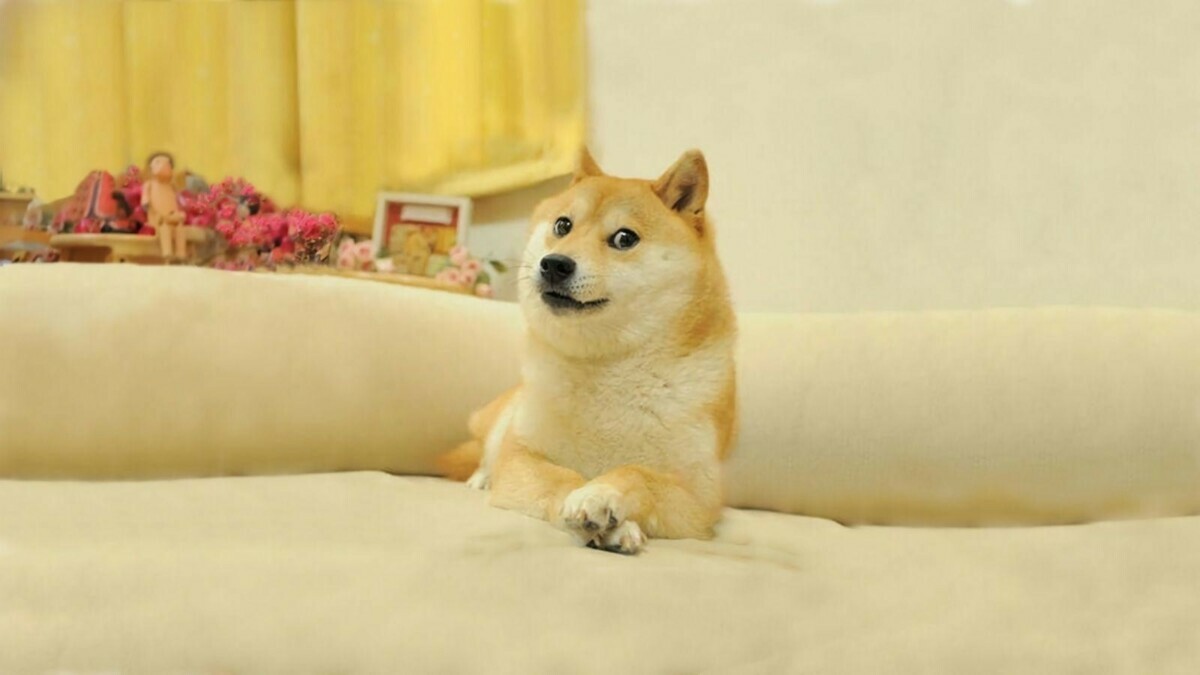 Умерла собака-мем, которая стала символом криптовалюты Dogecoin