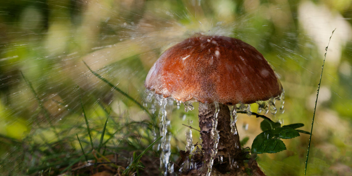 Будет ли 2024 год в Беларуси грибным? Вот от чего зависит, кроме дождей. А когда и что собирать?